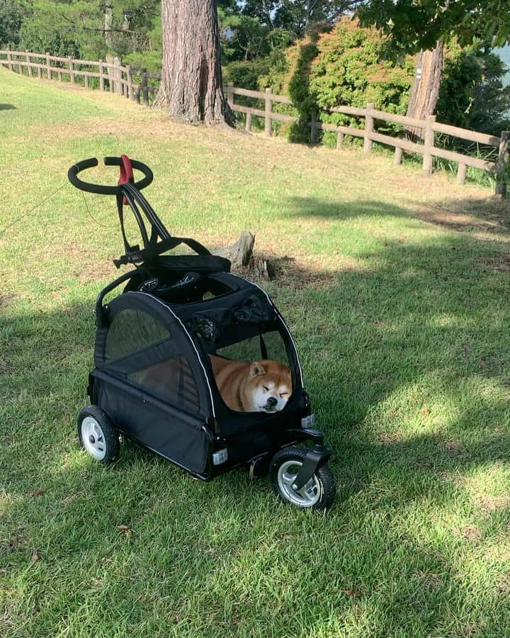 shibainu berryのインスタグラム