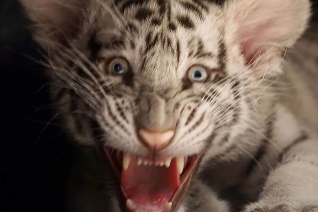 Black Jaguar-White Tiger さんのインスタグラム写真 - (Black Jaguar-White Tiger Instagram)「“Mamaaaaaaaa, el gordo me está molestando. Mamaaaaaaaa...” Mexican joke from a vid on YouTube... #BabyItaliaBJWT #SaveTigers」9月23日 1時03分 - blackjaguarwhitetiger