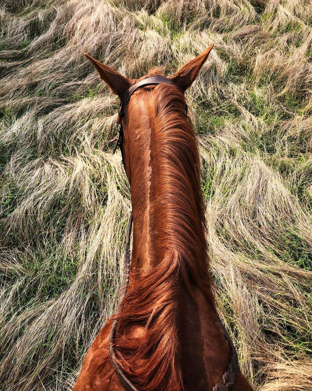 appleさんのインスタグラム写真 - (appleInstagram)「“I wanted to capture a moment with my horse, Sirena, to show the contrast between her ginger tone and the grass she was walking through. You can see the changing of the season from a dry winter to a green spring.” #ShotoniPhone by Mariana N. @mnarvaezdlp」9月23日 1時04分 - apple