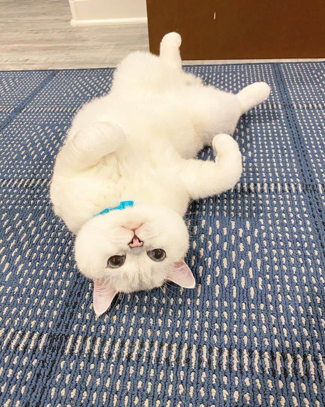 ミスター・ホワイトさんのインスタグラム写真 - (ミスター・ホワイトInstagram)「Take a look at my fluff! Even though I get brushed daily, I still shed so much! @stainmaster PetProtect® carpet was designed specifically for furry shedding kitty’s like me! This pet-friendly carpet is color safe, fade resistant, resists pet hair and odors! Link in bio to learn more! #PetProtect #ad」9月23日 1時30分 - white_coffee_cat