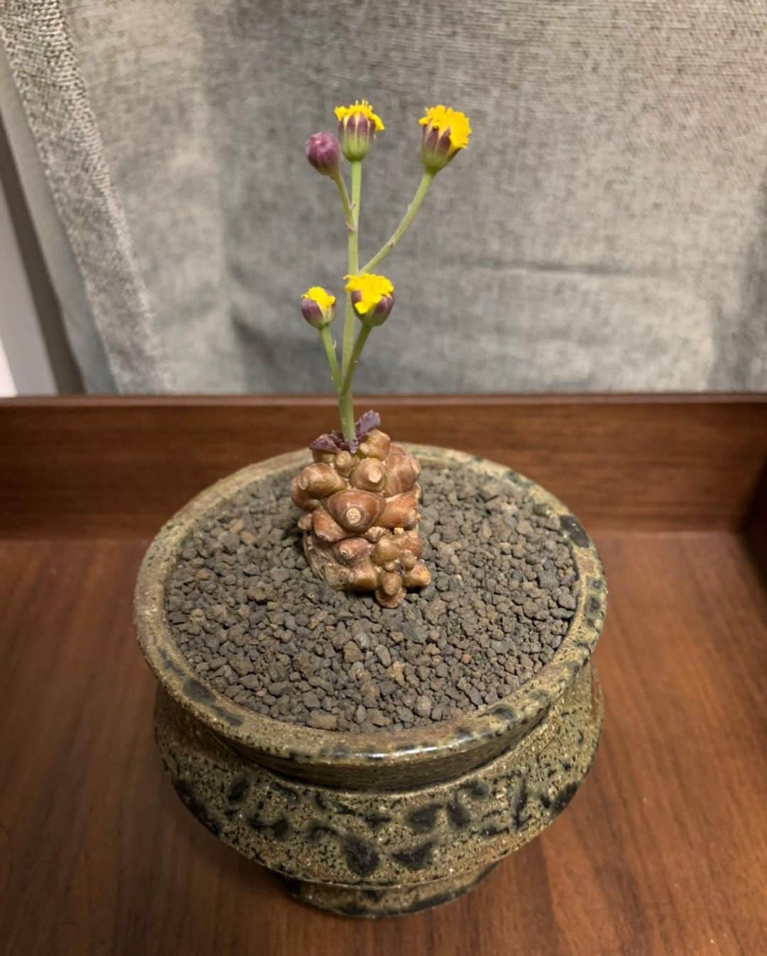 田中瞳さんのインスタグラム写真 - (田中瞳Instagram)「. 最近お気に入りの物です。  1枚目の植物はうっかり名前を忘れてしまい、 仕方なく生姜と呼んでいます🦥  #塊根植物 #エコバッグ #塊根植物」9月23日 1時31分 - hitomi_tanaka_9