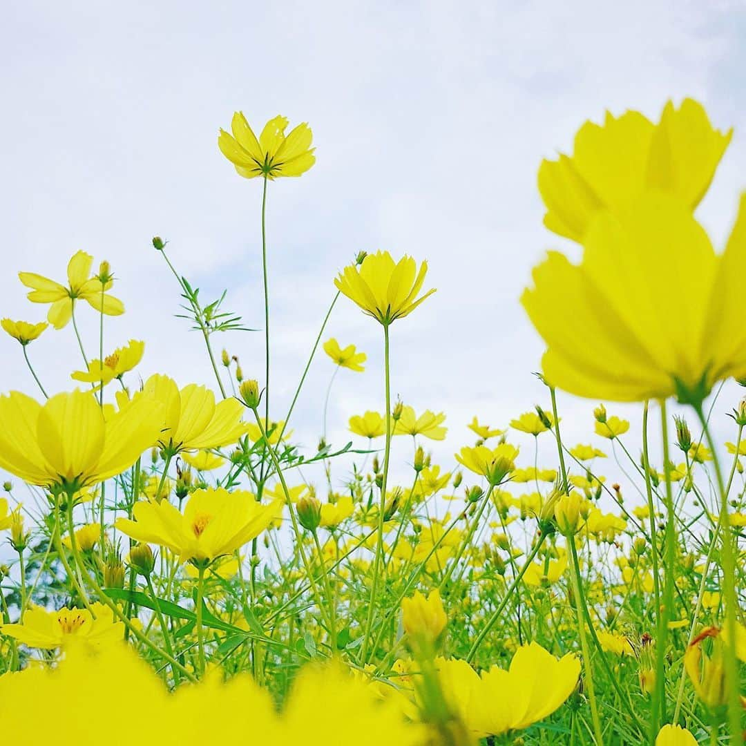 石野千尋さんのインスタグラム写真 - (石野千尋Instagram)「Summer is over 🌼 . 今年はあっという間に季節が変わっていくね。ちょっとしか楽しめなかった桜も、行けなかった青い海やキャンプも、また来年。 バイバイ、夏👋 秋はくいしんぼうなむすめと、味覚を楽しむことにします🌰🌿 . #summer #byebye #2020summer #season #flower #yellow #garden #gardeninglife #gardening #photographer #flowerphotography #flowerpark #花 #花菜ガーデン #おはなのあるくらし #shotbyiphone」9月23日 1時58分 - chihiroishino