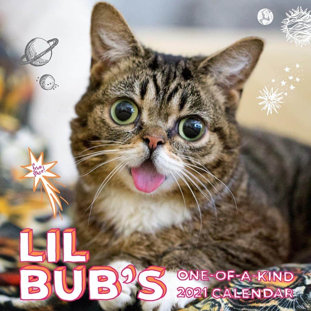 Lil BUBさんのインスタグラム写真 - (Lil BUBInstagram)「The 2021 BUB Calendar (from space) is finally available at the link in our profile (www.lilbub.com/store)! The BUB STORE is our main source of fundraising for our non-profit, Lil BUB's Big FUND for special needs pets. Thanks for your continued support <3 #bestjobbub #bubforever #lilbub」9月23日 2時21分 - iamlilbub