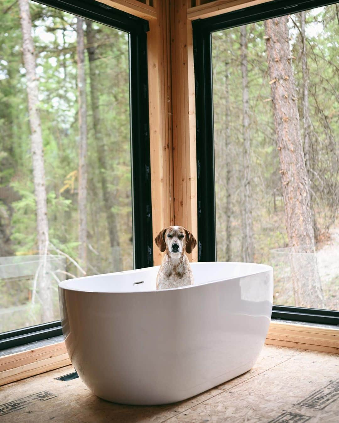 マディのインスタグラム：「Favorite corner in the house 😊 always thought free standing tubs were beautiful so made space ✨ this bathroom is bigger than my Nashville build」