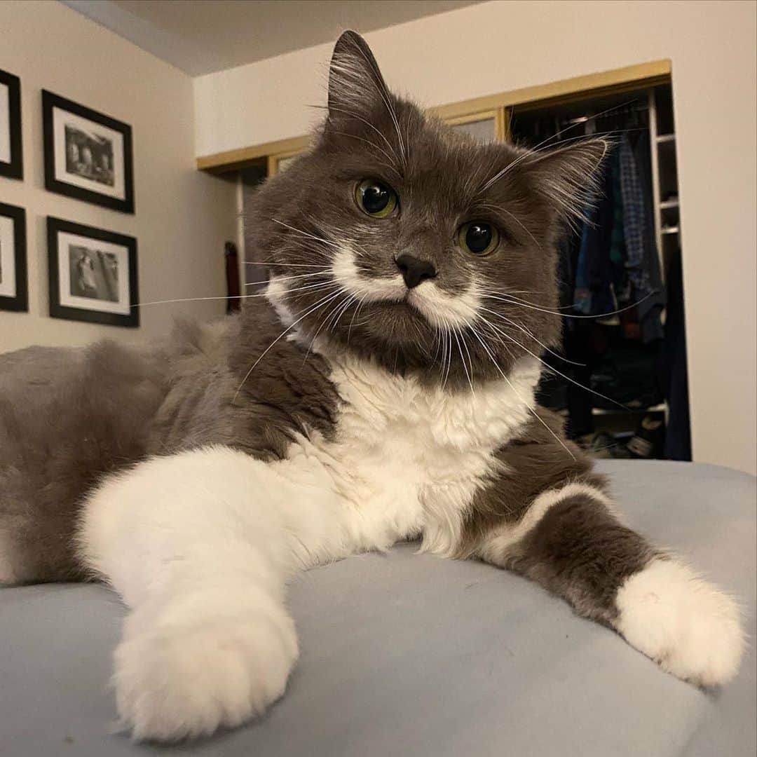 のインスタグラム：「It’s National Voter Registration day! I’m registered, are you? You cannot effect change if you’re voice isn’t heard. Make sure you check your status today and register if needed.   (Not a kitten pic - my haircuts are just getting pretty good)」