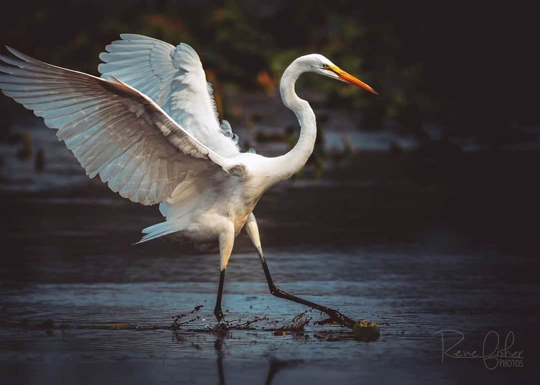 Ricoh Imagingのインスタグラム：「Posted @withregram • @renefisher_photography Great Egret in Cranberry Marsh in Whitby ON⁠ Pentax K3II with 300mm da* & 1.4x TC⁠ .⁠ .⁠ .⁠ .⁠ #wildlifephotography #yourbestbirds #audubon #birdphotography #birdphotography #birdsofinstagram #ig_bird_watchers #Pentax #Pentaxian #ricohimaging #canadaphotographer #birdingdaily #feather_perfection #bird_brilliance #pocket_birds #birdsofinstagram #your_best_birds #birds_adored #best_birds_of_ig #discoveron #YourShotPhotographer #natgeoyourshot #ricohpentax #justgoshoot #wonderful_places #sharecangeo #passionateglobe #shootpentax」
