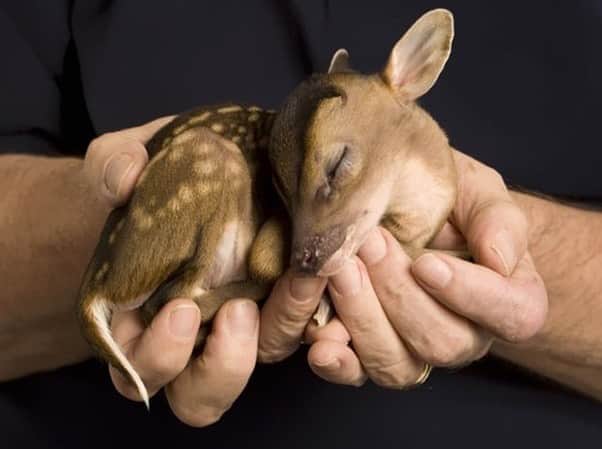 Baby Animalsさんのインスタグラム写真 - (Baby AnimalsInstagram)「Sleepy little baby deer! 😴」9月23日 3時43分 - thebabyanimals