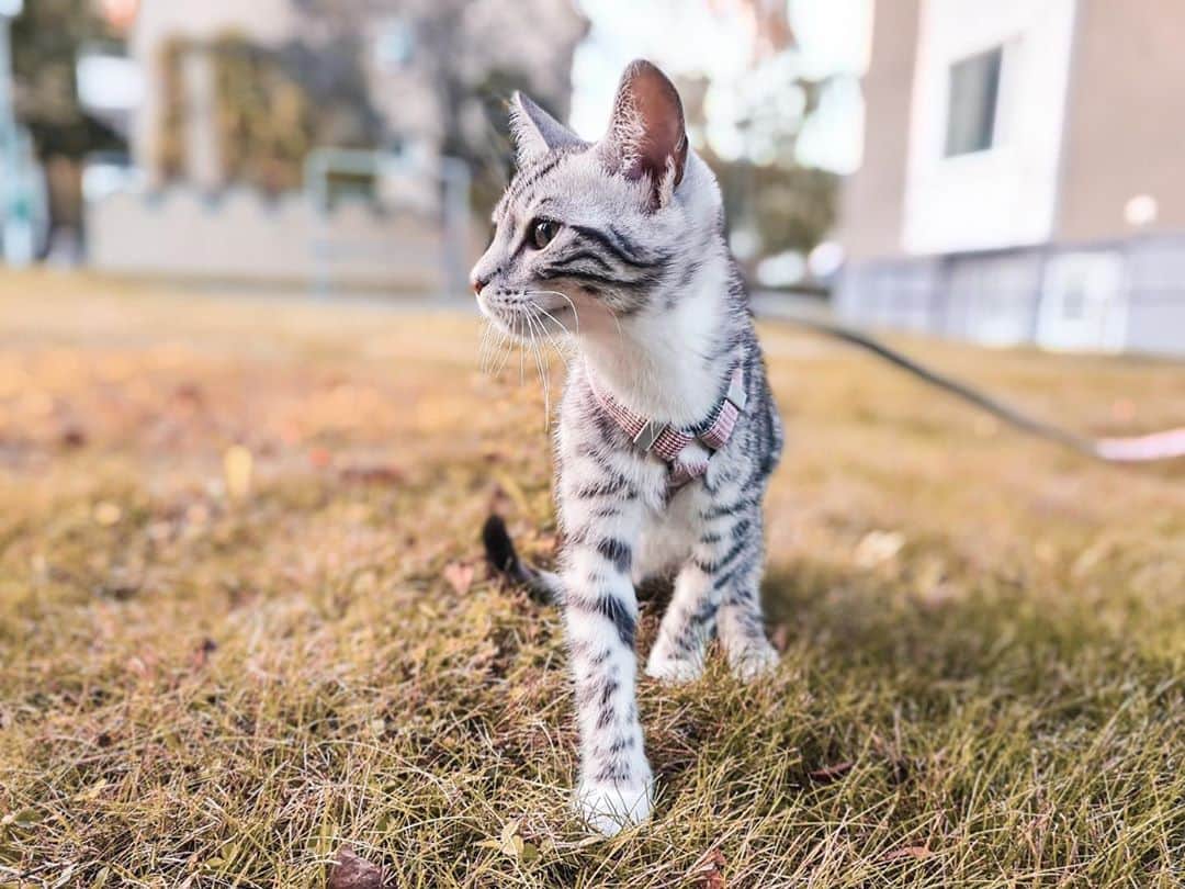 VIRAL PETSのインスタグラム：「fibi's first time outside!  · it was a bit scary, but she did really well, and even posed for some pictures! ♡」