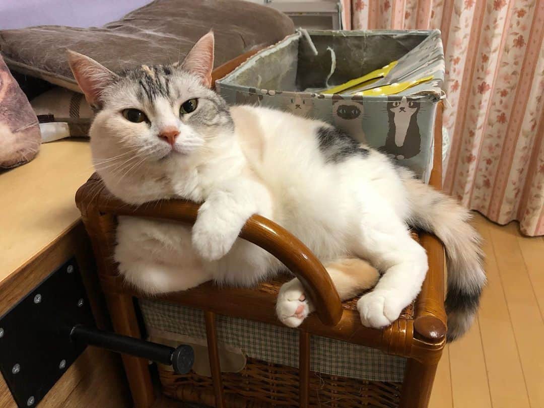 ホタテ＆クラム＆シラスのインスタグラム：「お久しぶりです^ ^ クラムが少し前に調子を崩して更新をしていませんでしたが、今は3匹共に元気に過ごしております^ ^ #cat #neko #ScottishFold #猫 #ねこ #スコティッシュフォールド #catstagram #instagram #instagramjapan #ig_japan #igersjp  また、メンバーになっている会員制キャンプ場に住み着いた猫も調子を崩しまして、その子のケアの為に通っているのでしばらく更新は滞りますm(._.)m」