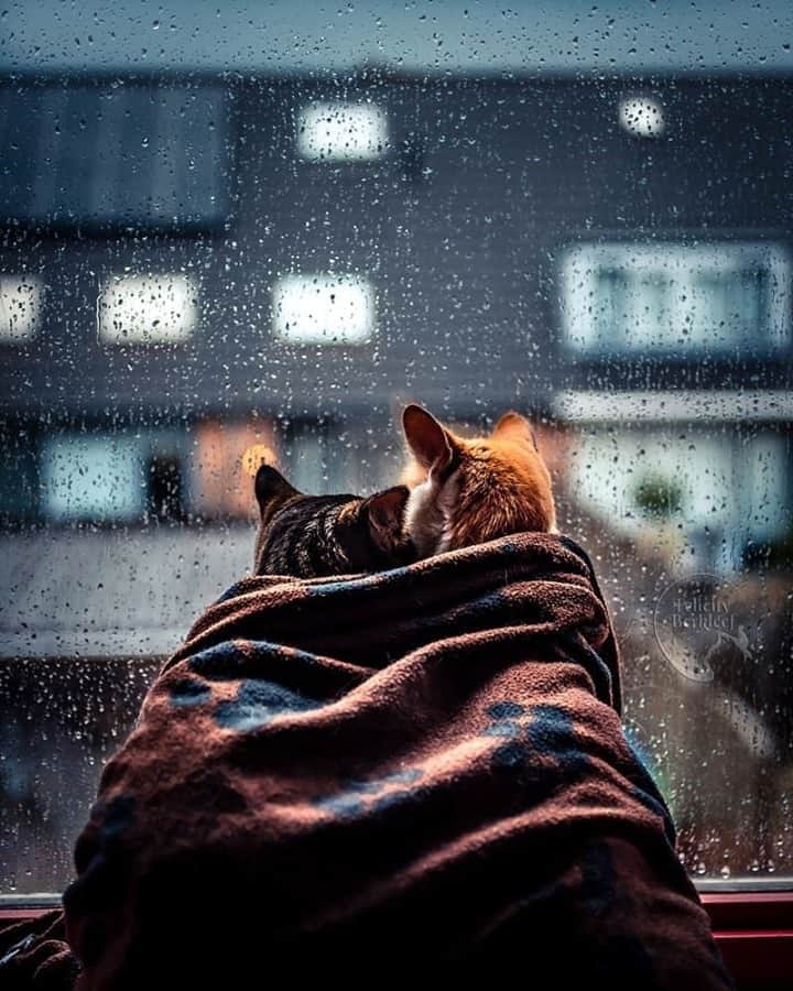 Aww Clubさんのインスタグラム写真 - (Aww ClubInstagram)「Always want to spend rainy days with you⠀ ⠀ 📷@felicity_catographer⠀ ⠀ #meowed #felicitycatographer #felicityberkleef #felicitycats #felines #rainydays」9月23日 14時00分 - meowed