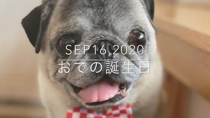 八兵衛のインスタグラム：「Birthday cake🎂② * * パーチーで お芋をモグモグ動画です🍠 * * ぐりちゃん 一緒にお祝いして くれてありがとう☺️❤️ @etoile_guli.asuka  * * *  #ほぼ黒パグ #おじいちゃん犬 #pug #puggy #puglife #puglove #petstagram #pugstagram #pugsofinstagram #pugs #dog #ふわもこ部  @igersjp #IGersJP #east_dog_japan #pecoイヌ部 #八兵衛 #はちべえ #sippoストーリー」