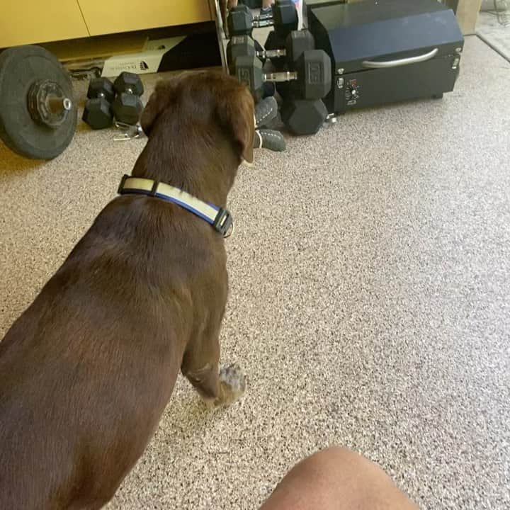 ストーン・コールド・スティーブ・オースチンのインスタグラム：「🔊⬆️ Training chest w my workout partner, Brownie. Or at least trying to..  #lab #chocolatelab #gooddog  #dog #stonecold #stunner #wwe @jimrossbbq」