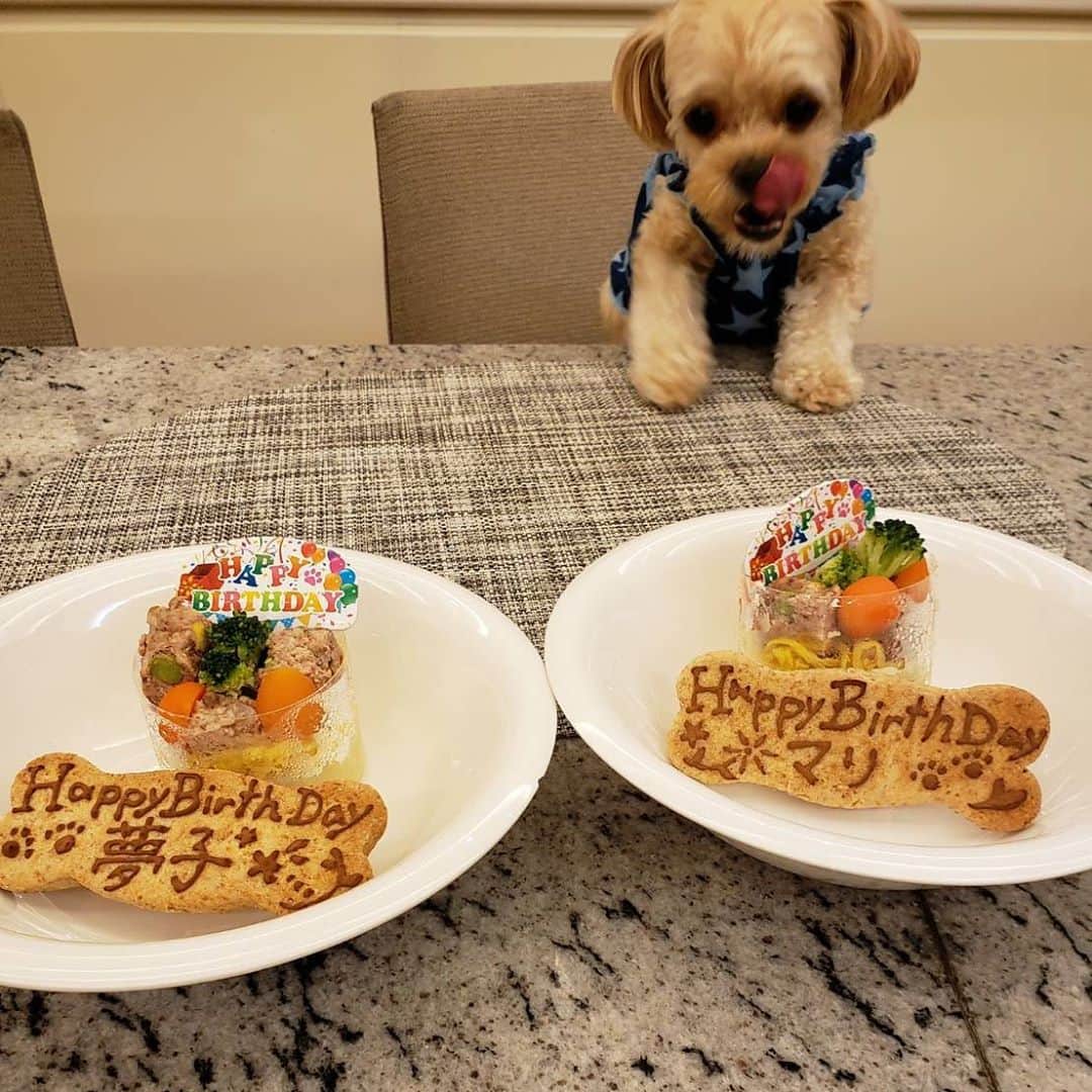 梅沢富美男さんのインスタグラム写真 - (梅沢富美男Instagram)「あたちのお誕生日ケーキ。 マリおばちゃんは保護犬でお誕生日がわからないからババさんが一緒にお祝いしてくれました。 早く食べたい～！  きっとそんな夢子の心。」9月23日 6時46分 - tomioumezawa
