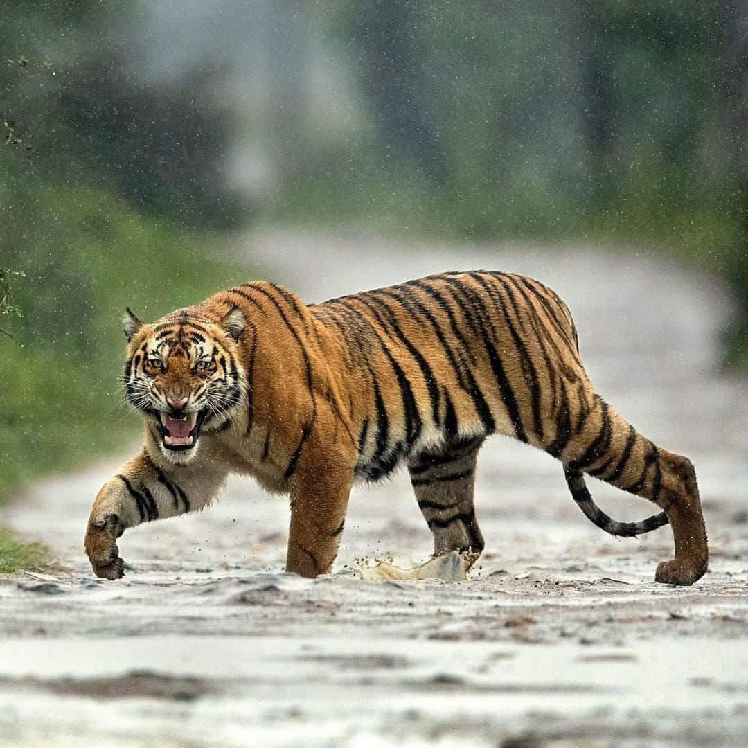 Discoveryさんのインスタグラム写真 - (DiscoveryInstagram)「An angry wet tiger in the rain at Kaziranga. #TigerTuesday  Photo: Mohan Thomas (@mohan.thomas )  #tiger #bigcatsofinstagram #kaziranga #wildlifeonearth #natureismetal」9月23日 7時23分 - discovery