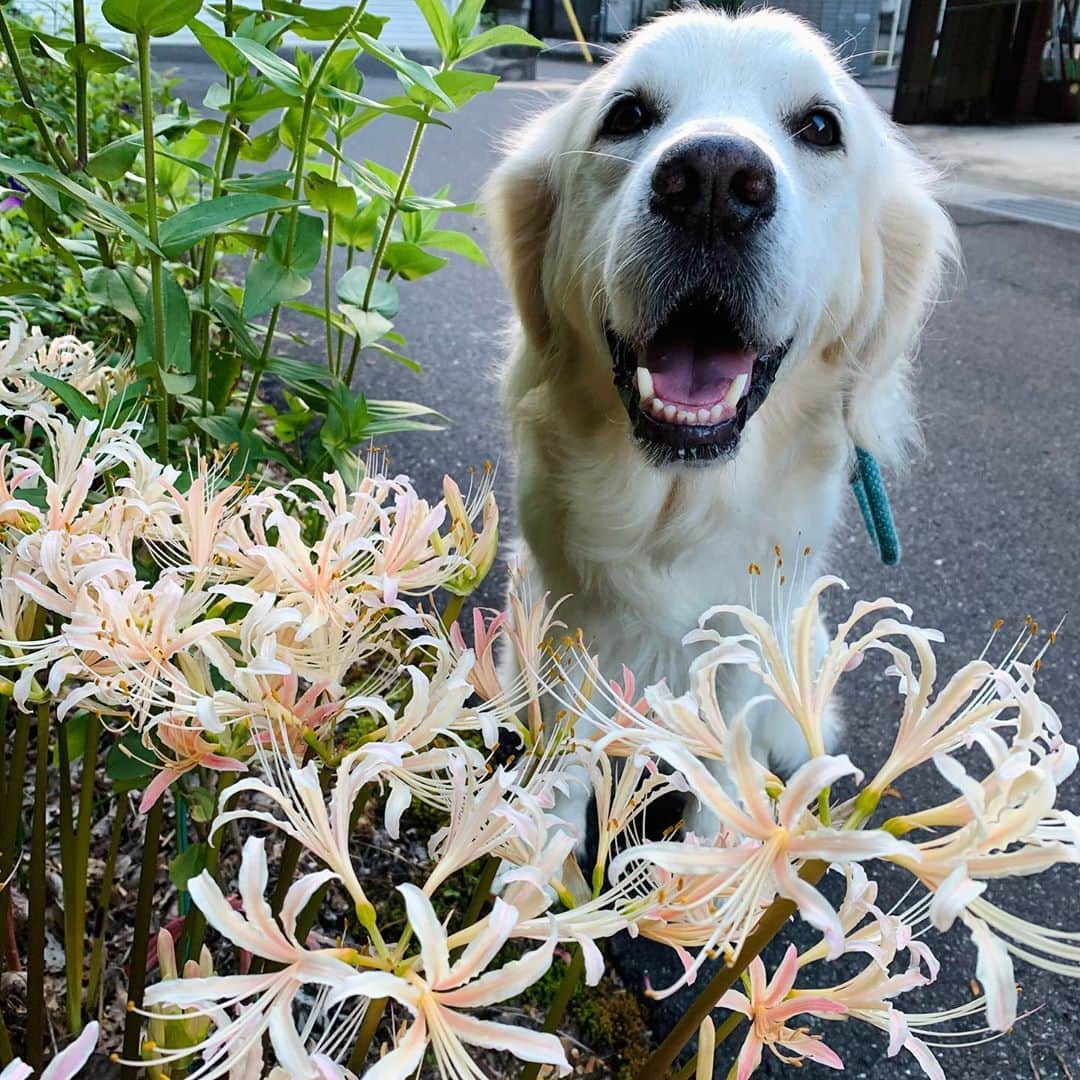 P太郎ママさんのインスタグラム写真 - (P太郎ママInstagram)「白い　#彼岸花 形は同じようなのに、 印象変わるよねー。 #リコリス #花と犬」9月23日 7時37分 - ptarodada