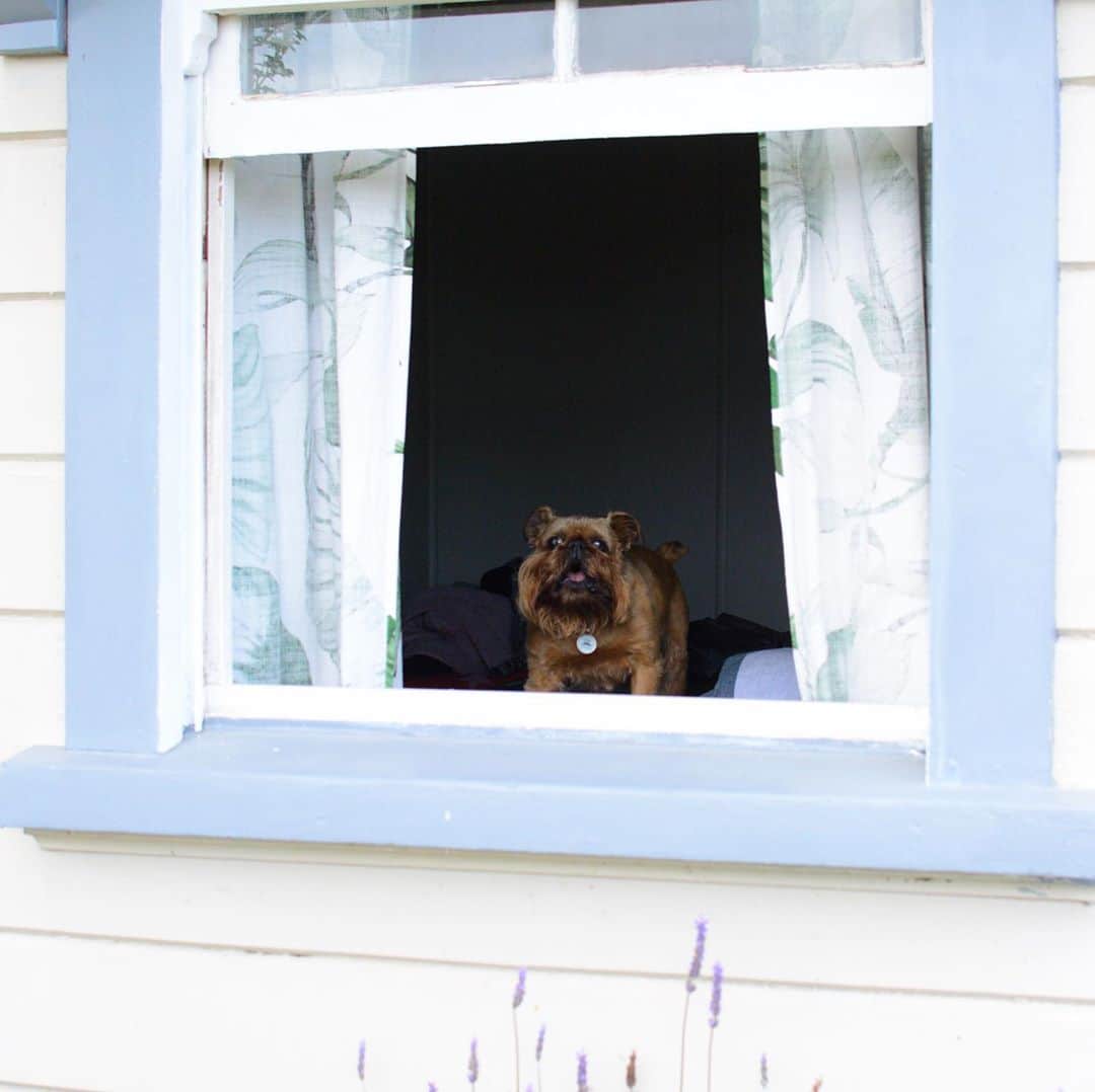 Digby & Aloのインスタグラム：「POV: you’re just trying to walk down the street minding your own business and a cute boy shouts at you out his window that you “look really nice today!”」