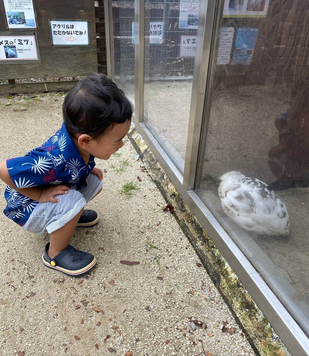 ニッチロー'さんのインスタグラム写真 - (ニッチロー'Instagram)「コニッチローと飯田動物園へ🦉  無料で入れるのが嬉しい😊  コニッチローもニコニコだったけど  大きい動物さんはまだ怖いね😢  #飯田動物園  #飯田市立動物園  #入園料無料  #コニッチロー #ニッチロー'」9月23日 7時56分 - nicchiro5.1