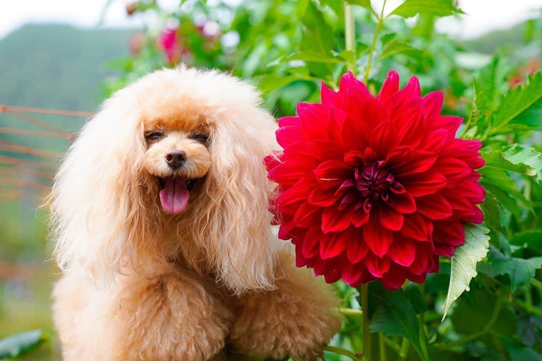 Toypoodle Mikuru?Asakusa Tokyoのインスタグラム：「20200923 Wednesday. Good morning! Friends 🥰 ダリア✖️みきゅるん . 4連休は第二の実家 なめ家 @namecomummy に みくる と合宿に行ってきました😄 . コロナで何度も中止になった合宿は、今回半年ぶりくらいでした。 都内から出たのは、緊急事態宣言が解除されてお出掛け解禁になって以来です。 . この合宿に合わせて、ニューレンズちゃんを買い、撮影に挑んできましたが、まー散々な撮れだかでした🤣 . ポンコツ飼主合宿写真。 暫くお付き合いください🙏🏻 . #両神山麓花の郷ダリア園 #ダリア #sigma2470f28art」