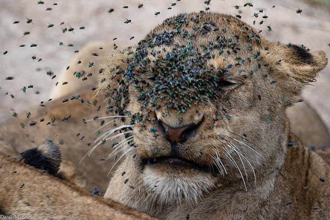 WildLifeのインスタグラム：「The downside of feeding around a kill, FLIES!!! By @nkorhobushlodge #africa_wildlife #africa #lion #nature #naturewild #wildafrica #wildnature #africageophoto #natgeowild」