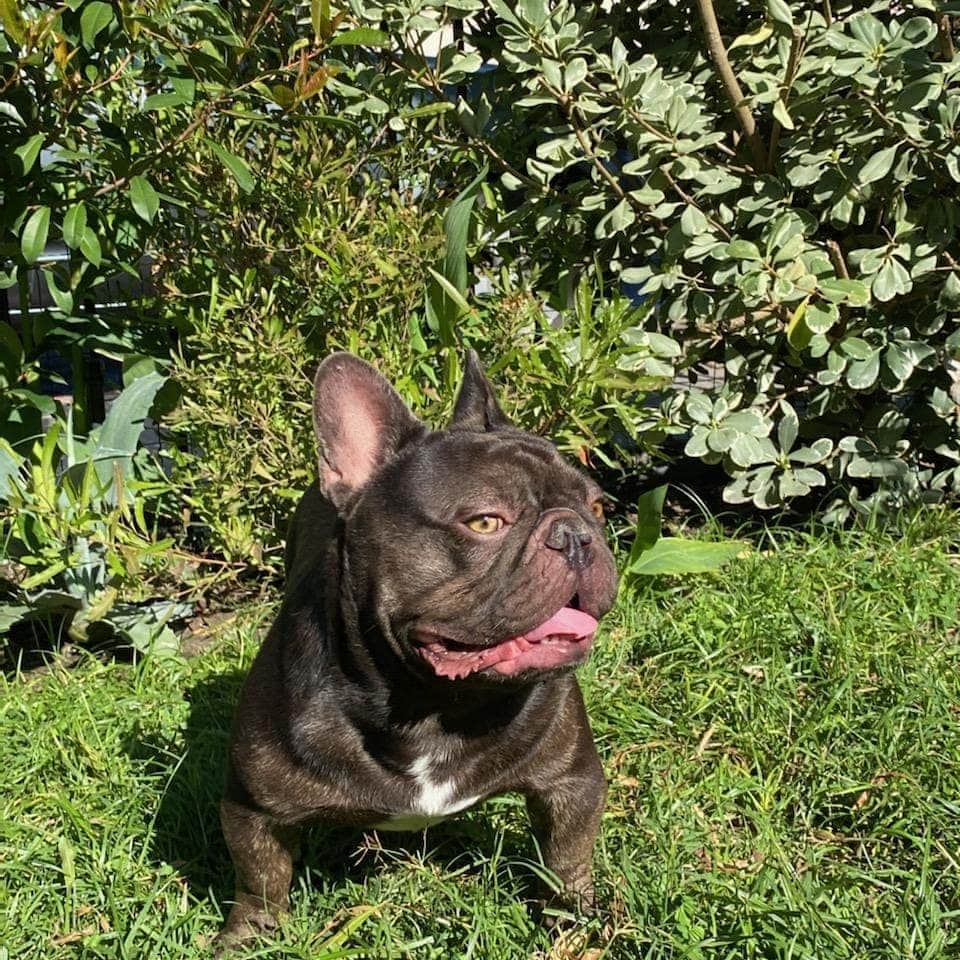 Oprahnbooのインスタグラム：「TAZ.  #freefire #frenchbulldog #dogsofinstagram #dogsoftheworld  #dogsoftheday #tag #share」