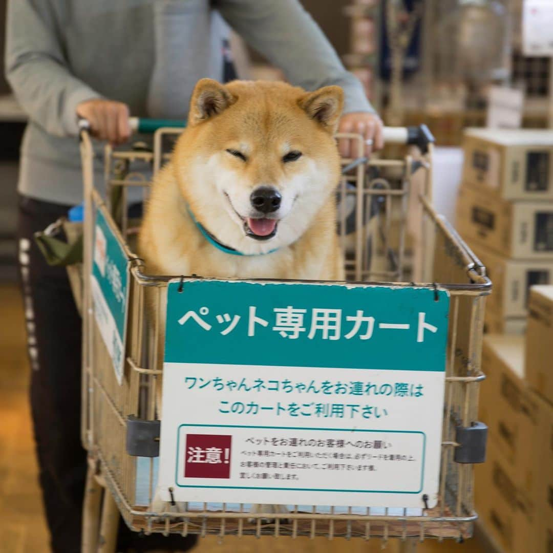 まる（まるたろう）さんのインスタグラム写真 - (まる（まるたろう）Instagram)「今日は久しぶりにラジオまるちゃんだよ～。北海道釧路市の柴犬は茶色が好きさんからいただきました。「まるちゃんと同じ歳のわんこが家にいるんですけど、まるちゃんみたいに笑ったりしないし、階段も元気に登りません。どうすればいいですか」ふむふむ、まると同じ歳ってことはまあまあなシニアわんこだねえ。若さの秘訣を教えてあげるね。家族や他のわんことの遊びやコミュニケーション、お散歩での五感の刺激、これらが脳の老化を予防するんだ。お散歩に出て、日光を浴び、音を感じ、匂いをいっぱい嗅がせてあげてね。歩くのがしんどいようだったらカートに乗せて外に連れ出すだけでもいい刺激が受けられるよ！でも決して無理はさせず、そばにいるわんこの個性を大事にして一生愛してあげてください。 ✨🐶🤓✨  Good morning guys! This is DJ MARU. You are now listening to RADIO MARUCHAN. Let's start with a question from listener, "I have a dog of the same age as you. But he doesn’t laugh like you and doesn’t climb the stairs well. What should I do?" OK, I think your dog is classified as senior one. I'll teach you the secret of keeping one's youth. To play with family or dog friends, going for a sensory play walking, and making good cheer are good for your brain. Don't compare your dog to others, if you do so, you are insulting your dog. People who don't compare themselves with others are strong. Respect the individual personality of every single dog and stay with them now and forever. #動物愛護週間 #お肉の日もいい刺激になるよ」9月23日 8時58分 - marutaro