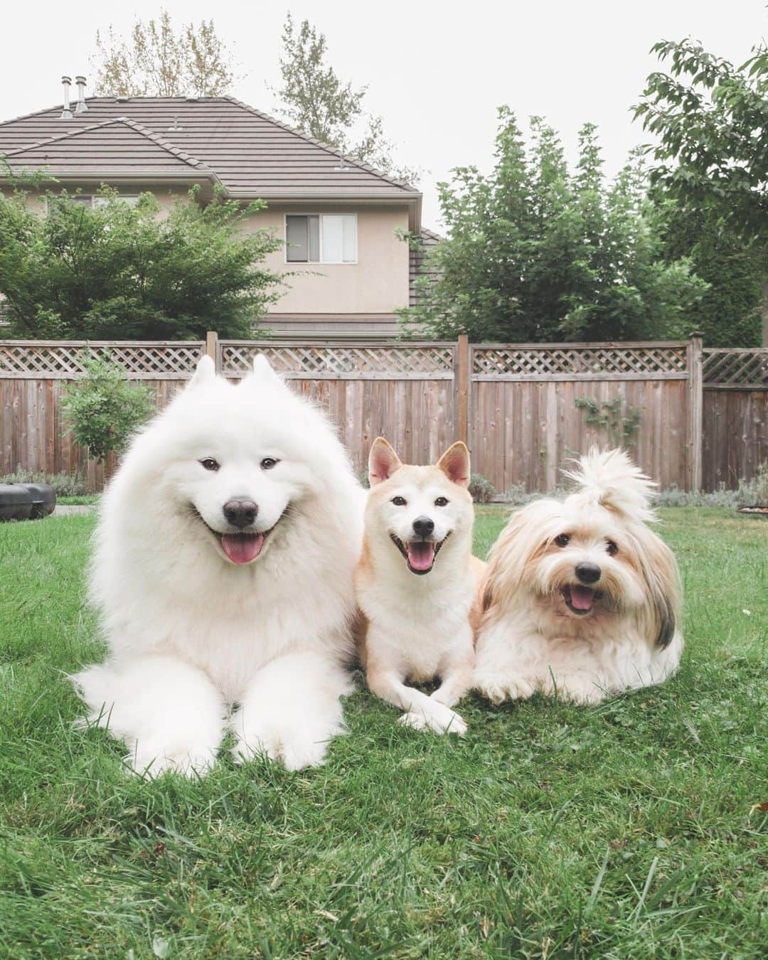 Loki the Corgiさんのインスタグラム写真 - (Loki the CorgiInstagram)「Coco (our current foster dog) is having a great time with Bear and Momo! She’s gaining more and more confidence each day with us, and we’d say that she is the leader of the pack (it’s probably her motherly instincts) 🐕 As we mentioned in our last post, Coco was rescued from a puppy mill where she was used for breeding. After we started fostering her, we found out that the puppy mill also had her debarked. We didn’t even know debarking was a thing before she came to us, and it’s truly heartbreaking to hear her try to bark (swipe left to hear what’s left of her bark). Despite all of that, Coco is still a very loving dog. She is very playful and loves to run around. She still spends most of her time hanging out with Momo, but she also has moments with Bear (mostly barking at him 😂)」9月23日 9時00分 - lokistagram