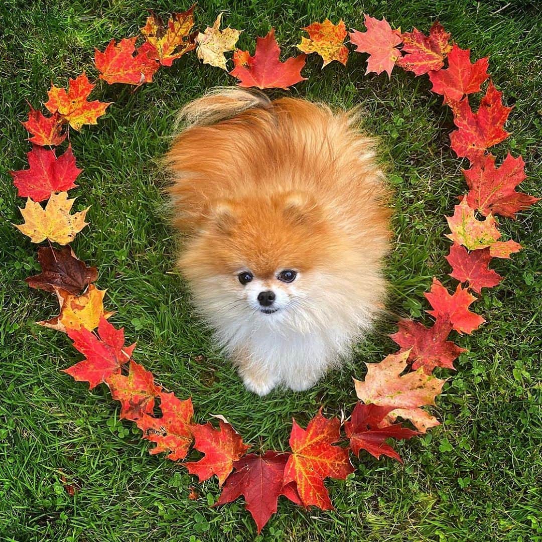 Monique&Gingerのインスタグラム：「Happy 1st Day of Fall y’all!🍁💚🌾」