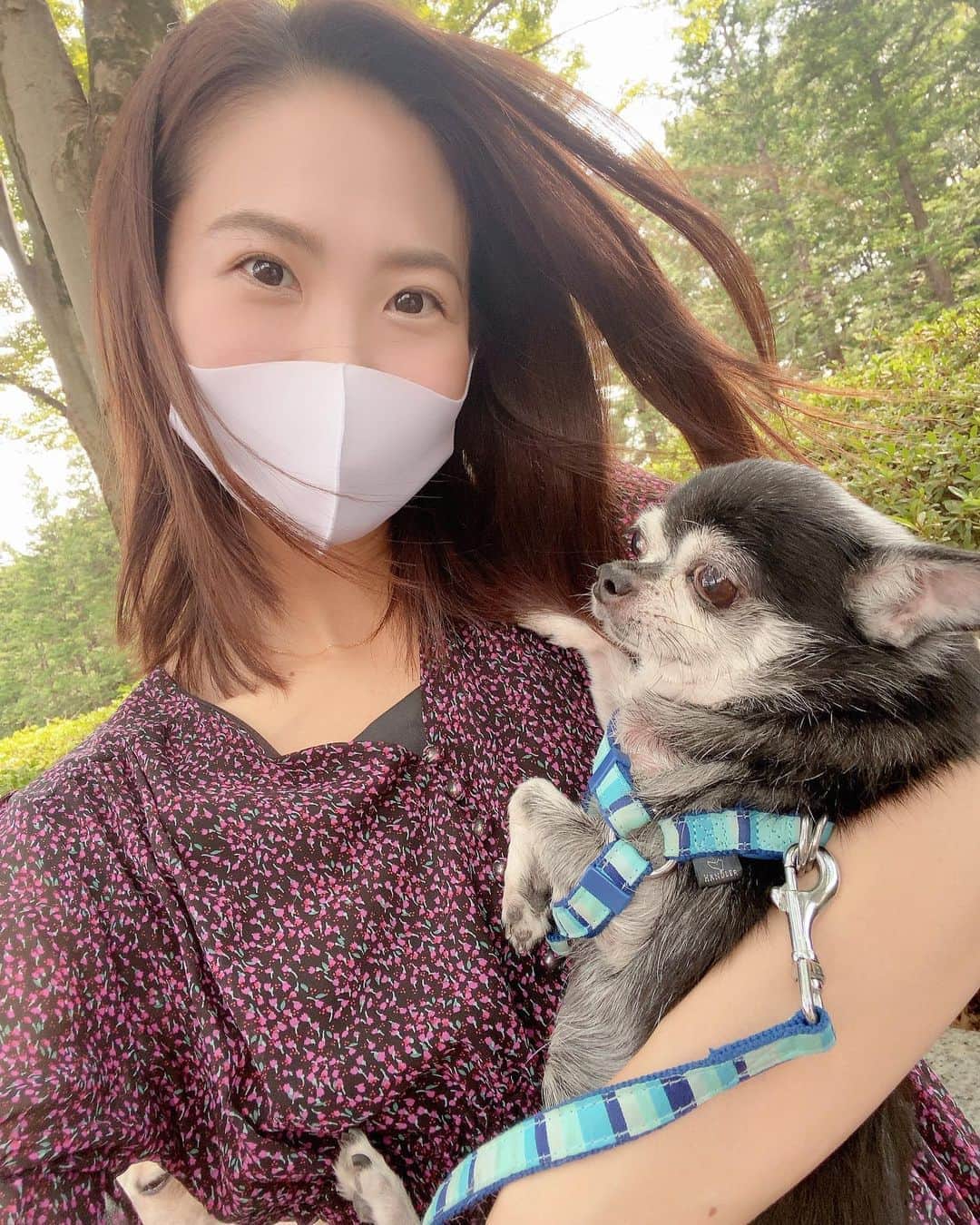 渋佐和佳奈のインスタグラム：「もちろんこの子もいましたよ☺️ マイペースでおっとりしているタンタンは、お散歩中も眠たそうな顔してずっとぼーーーーっとしていました。笑  ２枚目は、同じく9年前にタンちゃんが我が家に来た時の💓今と別人！！すっかりおじさんになりました🐶✨ 今のタンタンも大好き💖 これからもずっとずっと元気でいてね😊🍀」