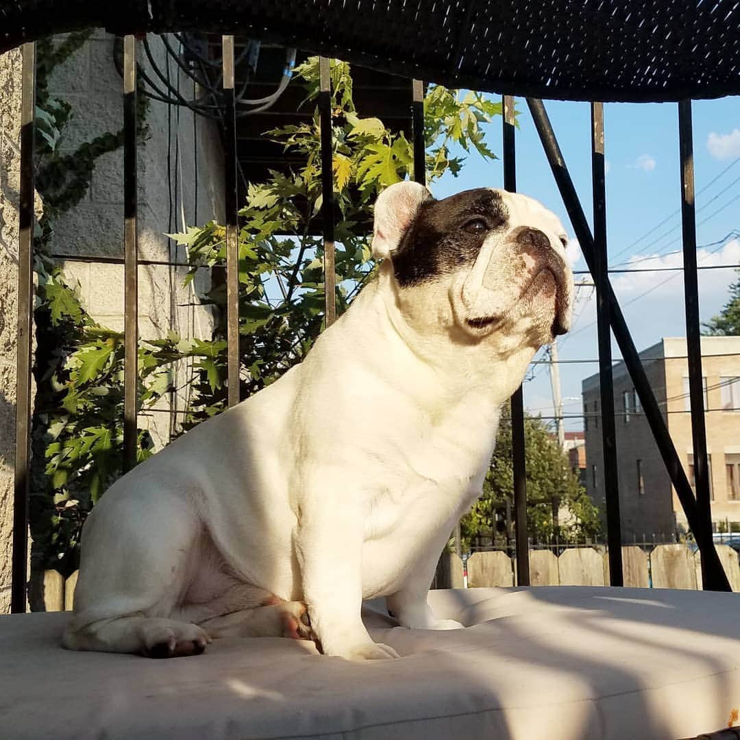 Manny The Frenchieのインスタグラム：「Bring it on fall! Ready to not pant my face off when I go on walks! 😝」