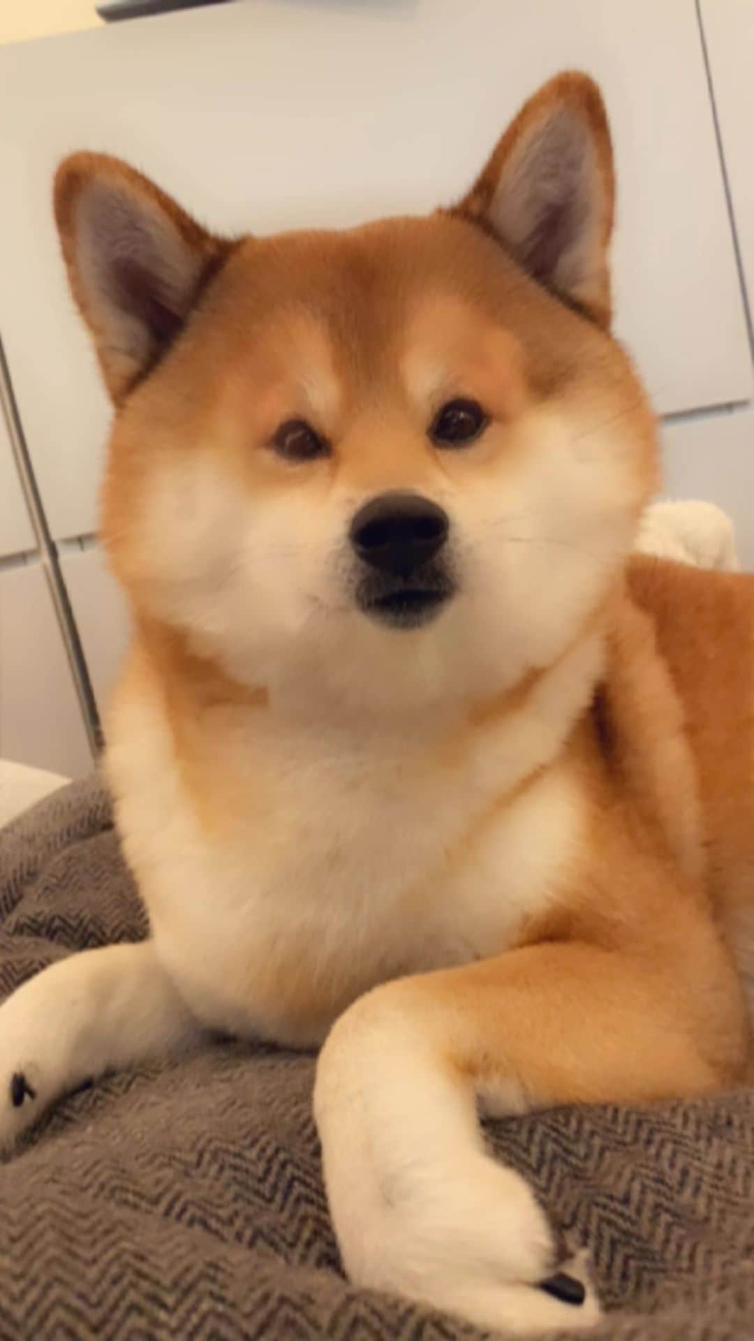 ?Fricko the Shiba Inu?のインスタグラム：「Moon face 🌝 #shibainu #shiba」