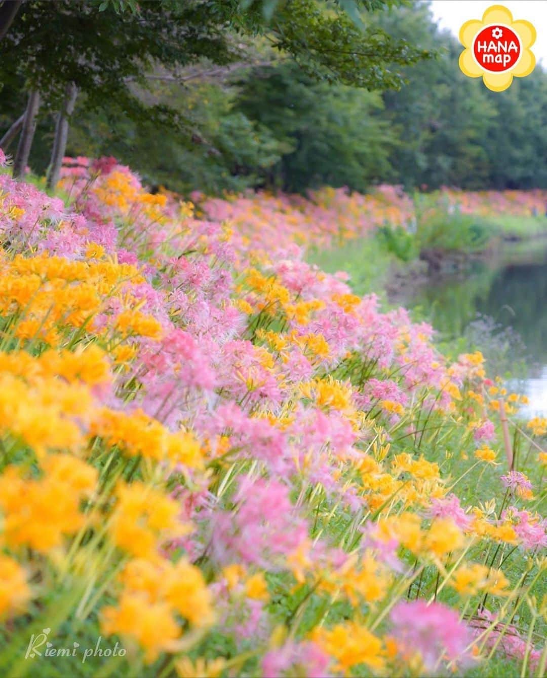 はなまっぷ❁日本の花風景さんのインスタグラム写真 - (はなまっぷ❁日本の花風景Instagram)「🌸はなまっぷ🌸 *  @riemi4760 さんの 花のある風景に花まるを💮 * 河岸に咲き乱れる色とりどりのリコリスをありがとうございます😊🌸 * 愛知　 #稗田川 Hieta River, Aichi Pref. * 🌼リコリスの花言葉📝🌼 また会う日を楽しみに * 見頃を過ぎている場所もご紹介しています。お出かけの際はHP等で最新の情報をご確認くださいね🙏🌸 * 🌸•••🌸•••🌸•••🌸•••🌸•••🌸 * いつも素敵なお花をありがとうございます😊 日本の花のある風景にタグ付けしてください🌸 お花があれば何でもOKです💓 * #はなまっぷ * #日本の美しい花風景#花のある風景#花#花言葉#風景#リコリス#彼岸花 * 🌸••••••お知らせ••••••🌸 * はなまっぷプロデュースの写真展、開催してみませんか？？ 初心者の方もまずは、お気軽にエントリーお待ちしています。地方にお住いの方も、大歓迎です。 詳細はプロフィールURLより」9月23日 11時12分 - hanamap