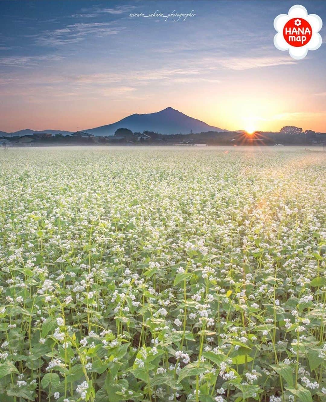 はなまっぷ❁日本の花風景さんのインスタグラム写真 - (はなまっぷ❁日本の花風景Instagram)「🌸はなまっぷ🌸 *  @minato_sakata さんの 花のある風景に花まるを💮 * 幻想的な朝日が登る壮大なソバ畑ありがとうございます😊🌸 * 茨城　 #筑西市 Chikusei, Ibaraki Pref. * 🌼ソバの花言葉📝🌼 懐かしい思い出 * 見頃を過ぎている場所もご紹介しています。お出かけの際はHP等で最新の情報をご確認くださいね🙏🌸 * 🌸•••🌸•••🌸•••🌸•••🌸•••🌸 * いつも素敵なお花をありがとうございます😊 日本の花のある風景にタグ付けしてください🌸 お花があれば何でもOKです💓 * #はなまっぷ * #日本の美しい花風景#花のある風景#花#花言葉#風景#ソバ#蕎麦の花#筑波山 * 🌸••••••お知らせ••••••🌸 * はなまっぷプロデュースの写真展、開催してみませんか？？ 初心者の方もまずは、お気軽にエントリーお待ちしています。地方にお住いの方も、大歓迎です。 詳細はプロフィールURLより」9月23日 11時17分 - hanamap