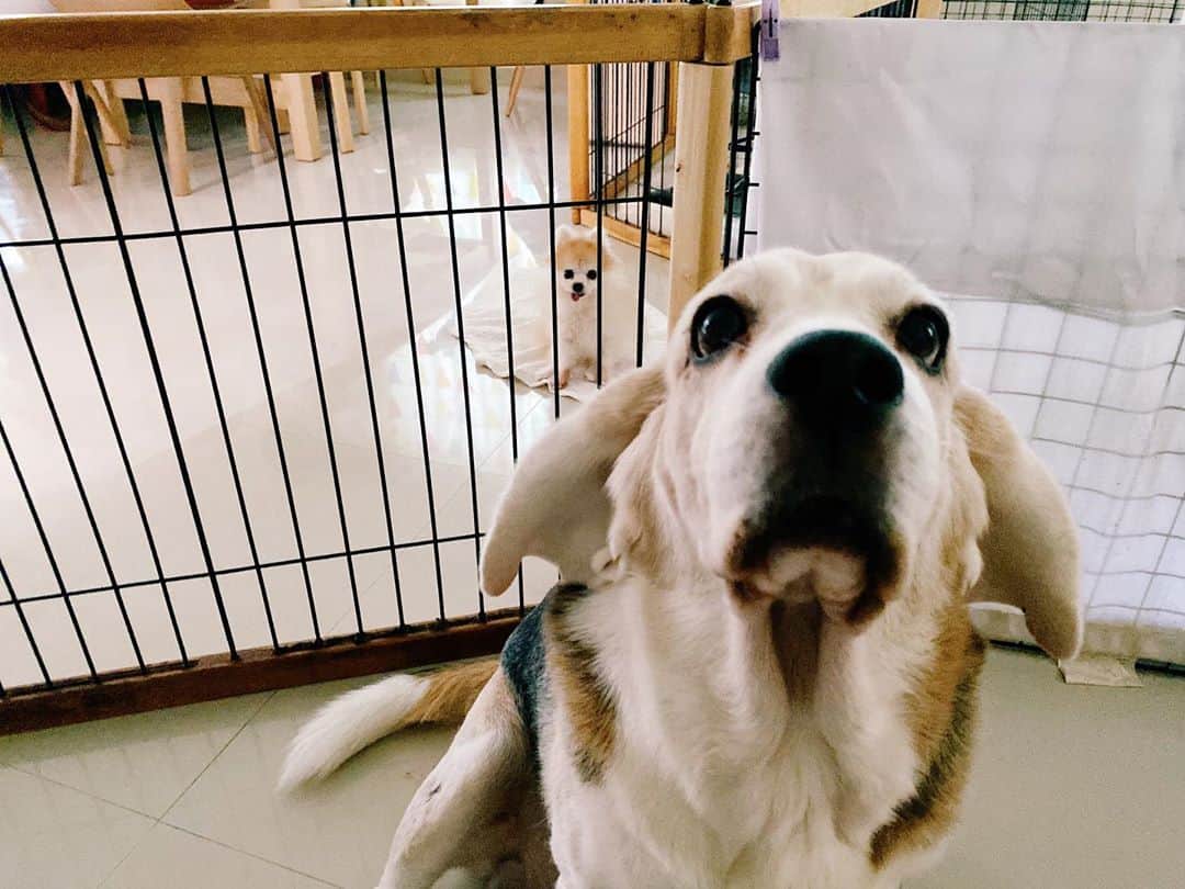 r_oseさんのインスタグラム写真 - (r_oseInstagram)「when you realized, you’re not alone🐰〰️ #jealouspuppy #whynotme」9月23日 11時33分 - r_ose