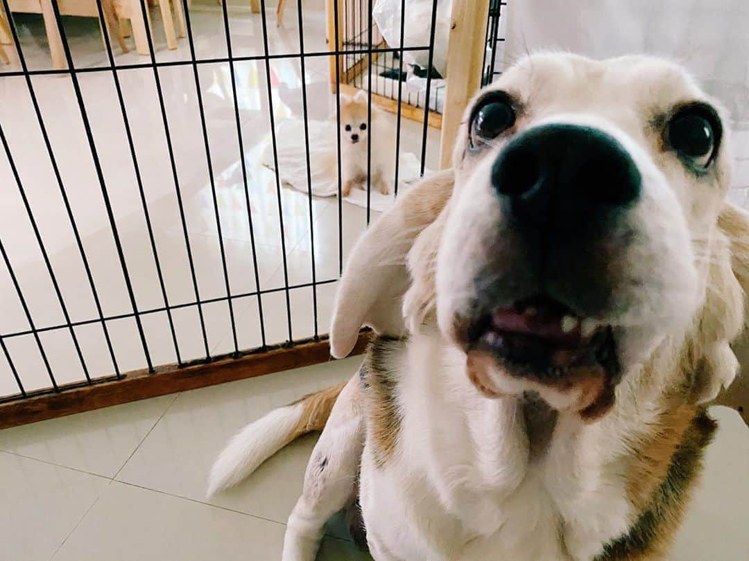 r_oseのインスタグラム：「when you realized, you’re not alone🐰〰️ #jealouspuppy #whynotme」