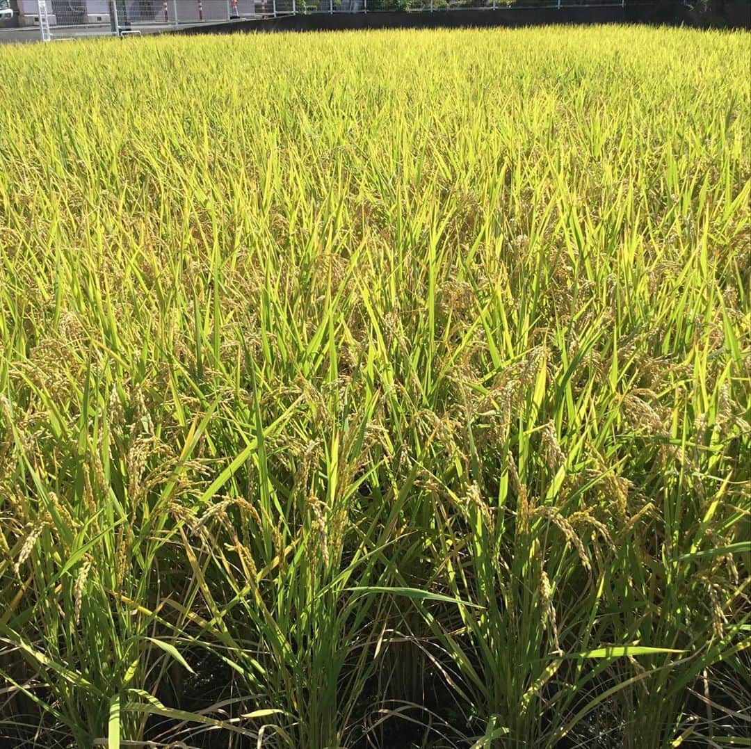 橋本かずまささんのインスタグラム写真 - (橋本かずまさInstagram)「家の #田んぼ が急に色づいてきました。 #稲穂 がすっかり垂れいます。 今年はやはり例年に比べると早いです。 これからは強い風が気がかりです。 超片手間農業ですが収穫前には心配になります。  地元大東市のお隣の東大阪市にある #RAYS LITTLE DINER ( #レイズ リトル ダイナー ）さんで https://www.instagram.com/rays_little_diner/ お昼ごはんを食べました。 ハンバーガー🍔がメインのお店です。 ベーコンバーガーを食べました。 ボリューム満点でめちゃめちゃ美味しかったです😋 口コミで大人気になっています。  #大阪府  #四條畷市 #大東市 #東大阪市  #超片手間農業 #農業 #田んぼ #稲  #稲穂 #大阪産 #大阪もん #ヒノヒカリ #収穫 #台風 #心配 #RAYSLITTLEDINER #レイズリトルダイナー  #ハンバーガー  #ボリューム #カフェ #めちゃめちゃ美味しい  #大人気」9月23日 13時09分 - kazumasa.hashimoto