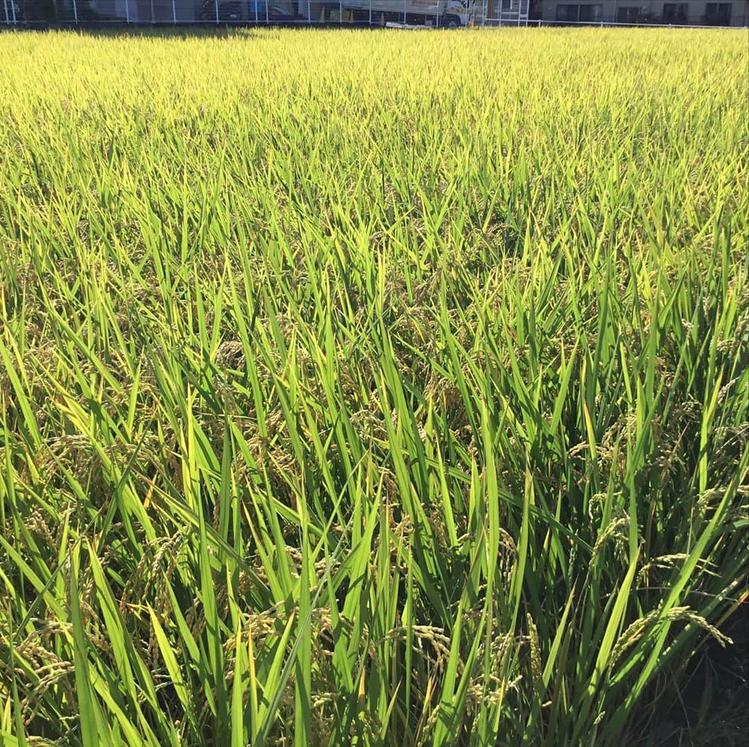 橋本かずまささんのインスタグラム写真 - (橋本かずまさInstagram)「家の #田んぼ が急に色づいてきました。 #稲穂 がすっかり垂れいます。 今年はやはり例年に比べると早いです。 これからは強い風が気がかりです。 超片手間農業ですが収穫前には心配になります。  地元大東市のお隣の東大阪市にある #RAYS LITTLE DINER ( #レイズ リトル ダイナー ）さんで https://www.instagram.com/rays_little_diner/ お昼ごはんを食べました。 ハンバーガー🍔がメインのお店です。 ベーコンバーガーを食べました。 ボリューム満点でめちゃめちゃ美味しかったです😋 口コミで大人気になっています。  #大阪府  #四條畷市 #大東市 #東大阪市  #超片手間農業 #農業 #田んぼ #稲  #稲穂 #大阪産 #大阪もん #ヒノヒカリ #収穫 #台風 #心配 #RAYSLITTLEDINER #レイズリトルダイナー  #ハンバーガー  #ボリューム #カフェ #めちゃめちゃ美味しい  #大人気」9月23日 13時09分 - kazumasa.hashimoto