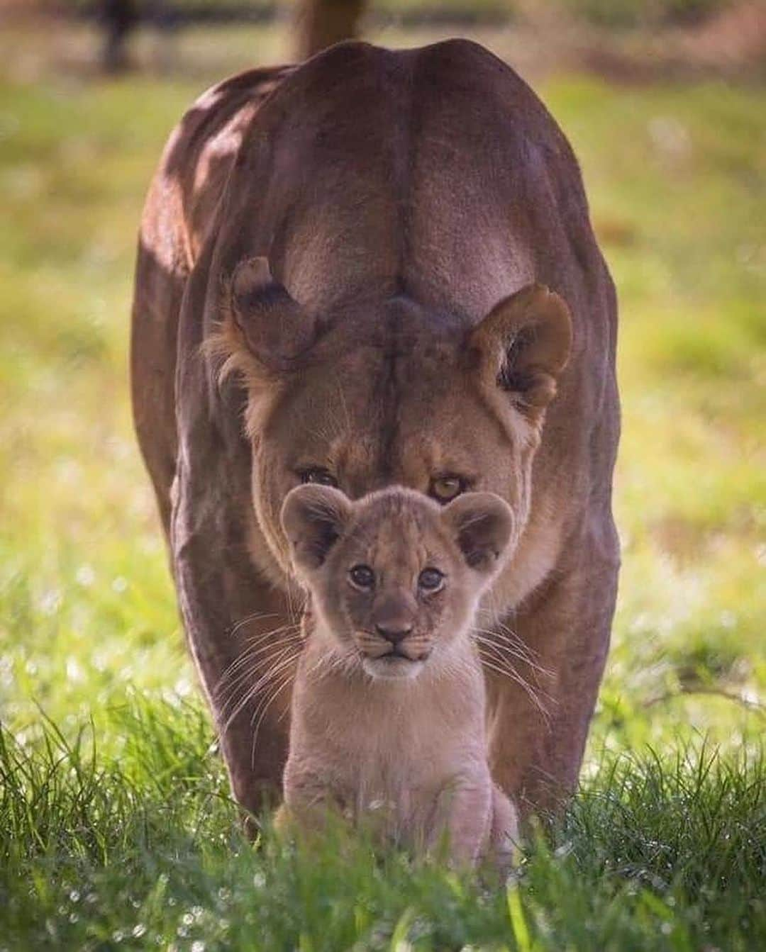 animalsさんのインスタグラム写真 - (animalsInstagram)「"Fear not what is before you; for those that care are behind you." Zuri and her cub, Kahari of Woburn Safari Park in the United Kingdom 🦁 Photo by: © Bedford Today」9月23日 13時21分 - babyanmlpics