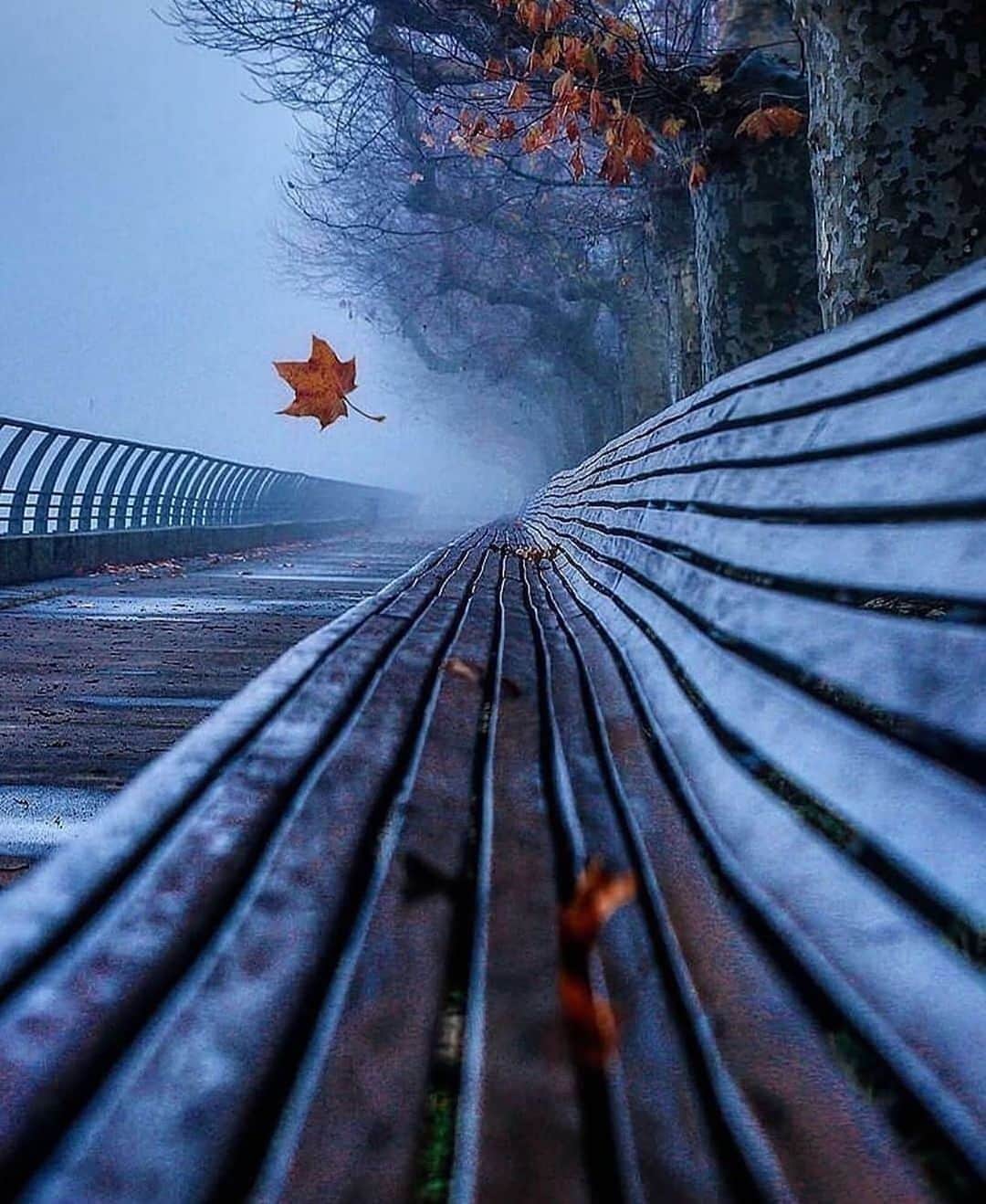 Canon Photographyさんのインスタグラム写真 - (Canon PhotographyInstagram)「Frosty autumn mornings 🍂  Photography // @luisvaladares_ Curated by @steffeneisenacher  #leaves #leaf #autumn #frostymorning #portugal」9月23日 23時08分 - cpcollectives