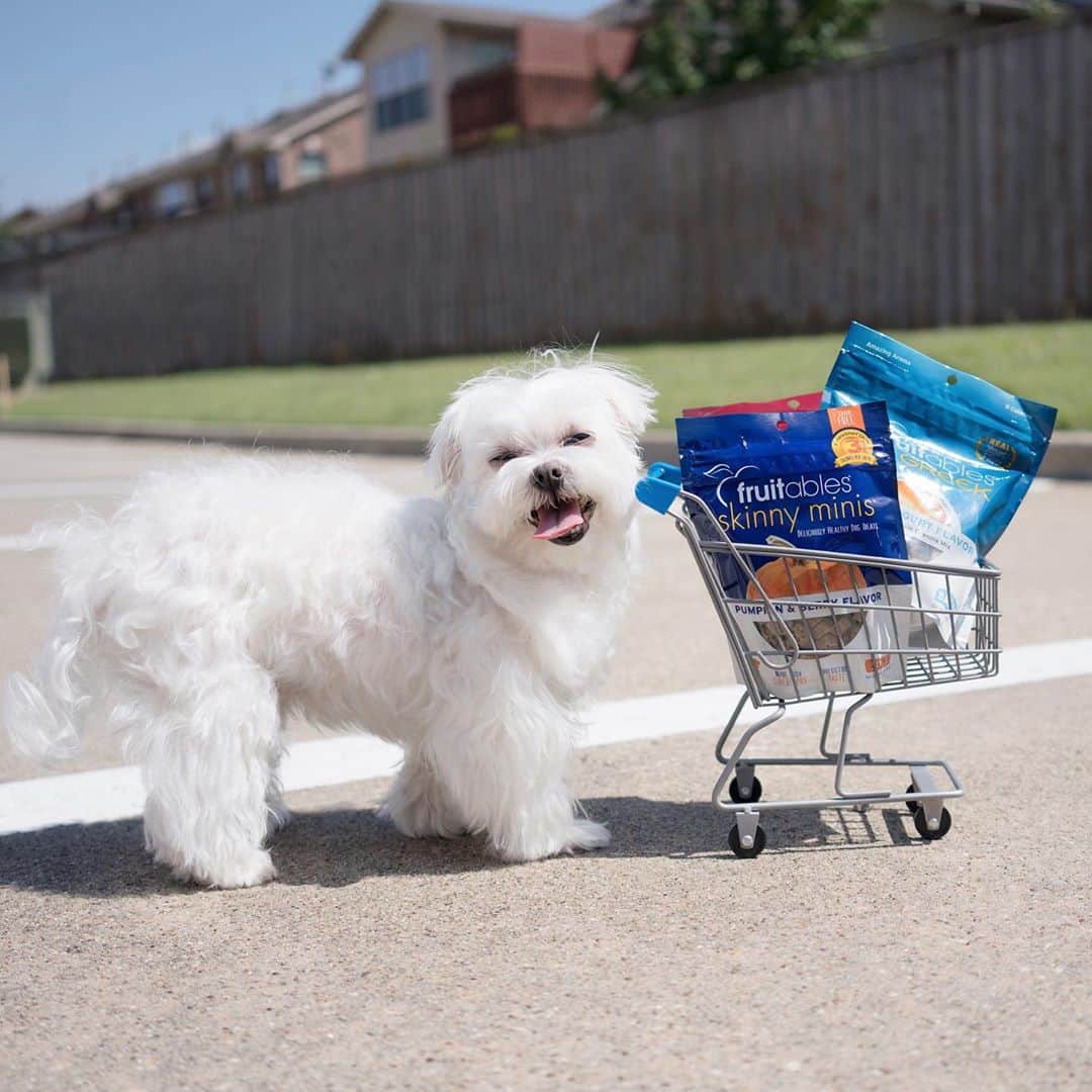 hi.arodさんのインスタグラム写真 - (hi.arodInstagram)「It’s National Dog week. We deserve to be extra spoiled this week! 😋🛒 ・・ ・  #nationaldogweek#spoileddog#happypup#shoppingdog#letsgoshopping#shoppingtime#shoppingfun#happydoggy#happydoglife#happydoggo#happydoggie#maltese#malshi#maltipoo#morkie​#maltipom​#maltipoodle​#maltichon​#happydoghappylife#yummyyummyformytummytummy#shoppingcart​#spoileddogsofinstagram#doggytreats#dogfoodie#dogsnack#treatsplease#treatsfordogs​#dogtreats#dogcookies#fruitable @fruitablespettreats」9月23日 23時21分 - hi.arod