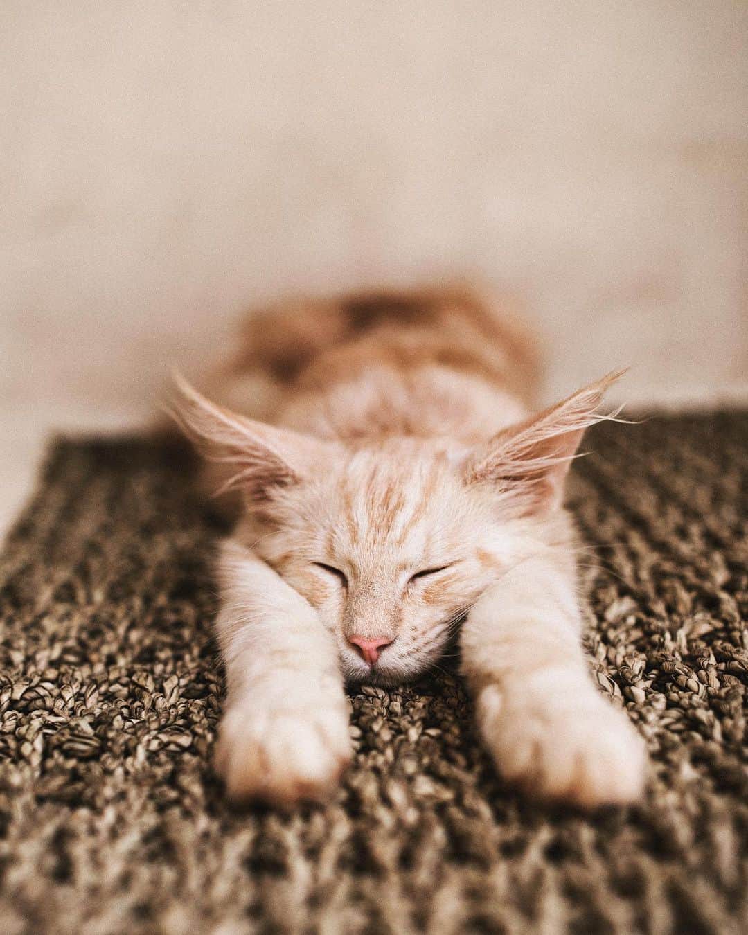 リリー＝ローズ・メロディのインスタグラム：「Current mood 😸」