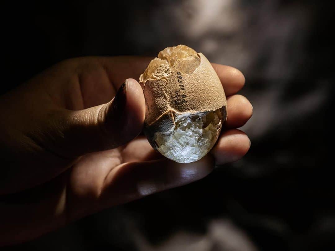 thephotosocietyさんのインスタグラム写真 - (thephotosocietyInstagram)「Photo by @paoloverzone |This fossilized bird egg from what is now Nebraska was laid tens of millions of years after the extinction of the non-avian dinosaurs. Even so, the remains help Yale Ph.D. candidate Jasmina Wiemann analyze the chemistry of more ancient eggshells. “All birds are dinosaurs, so it is also an avian dinosaur egg,” she says. Photographed at Peabody Museum of Natural History, Yale University for @natgeo Follow @paoloverzone for more photos and stories」9月23日 23時45分 - thephotosociety