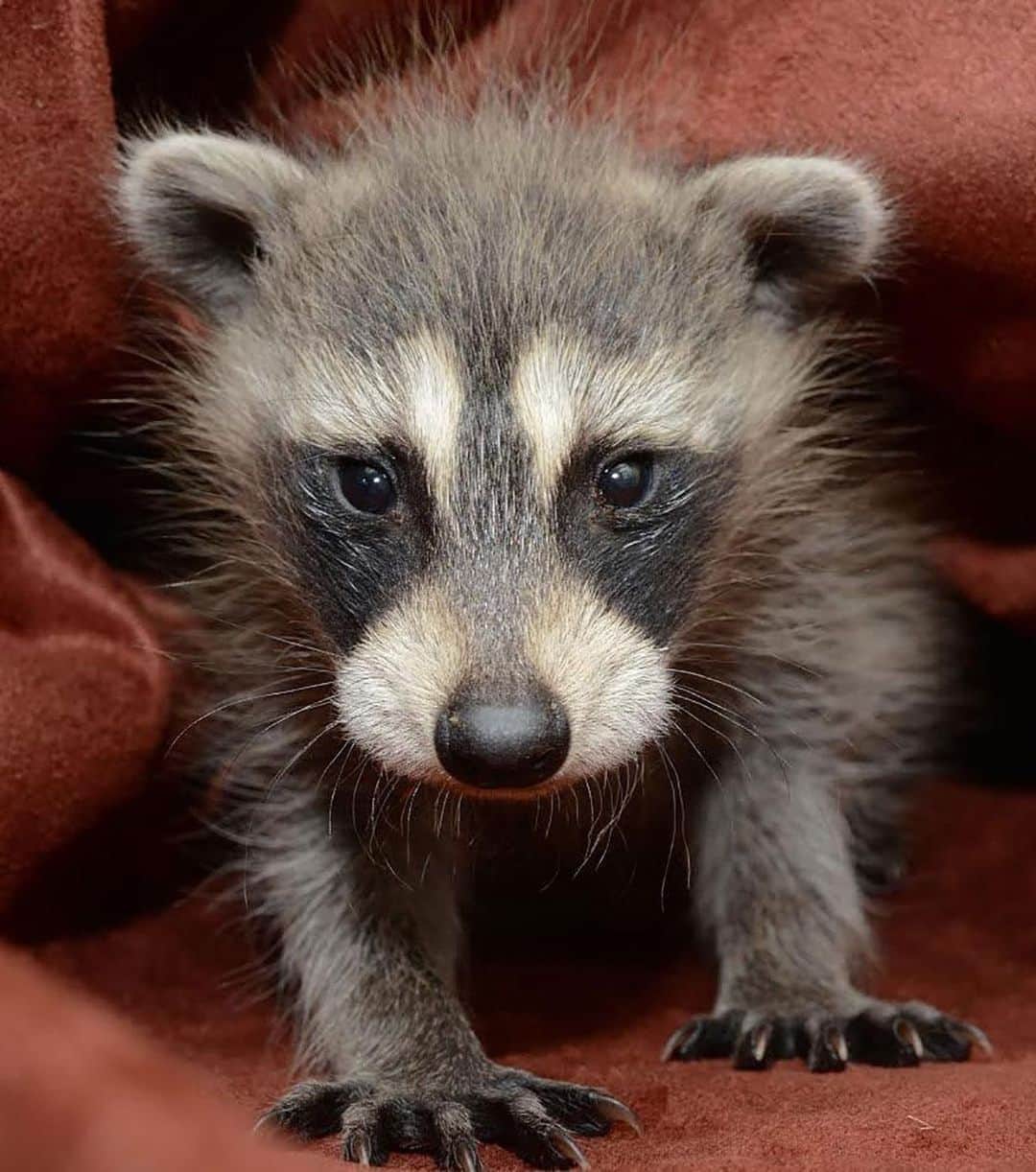 Baby Animalsさんのインスタグラム写真 - (Baby AnimalsInstagram)「Baby raccoons are too cute! 😍」9月23日 23時53分 - thebabyanimals