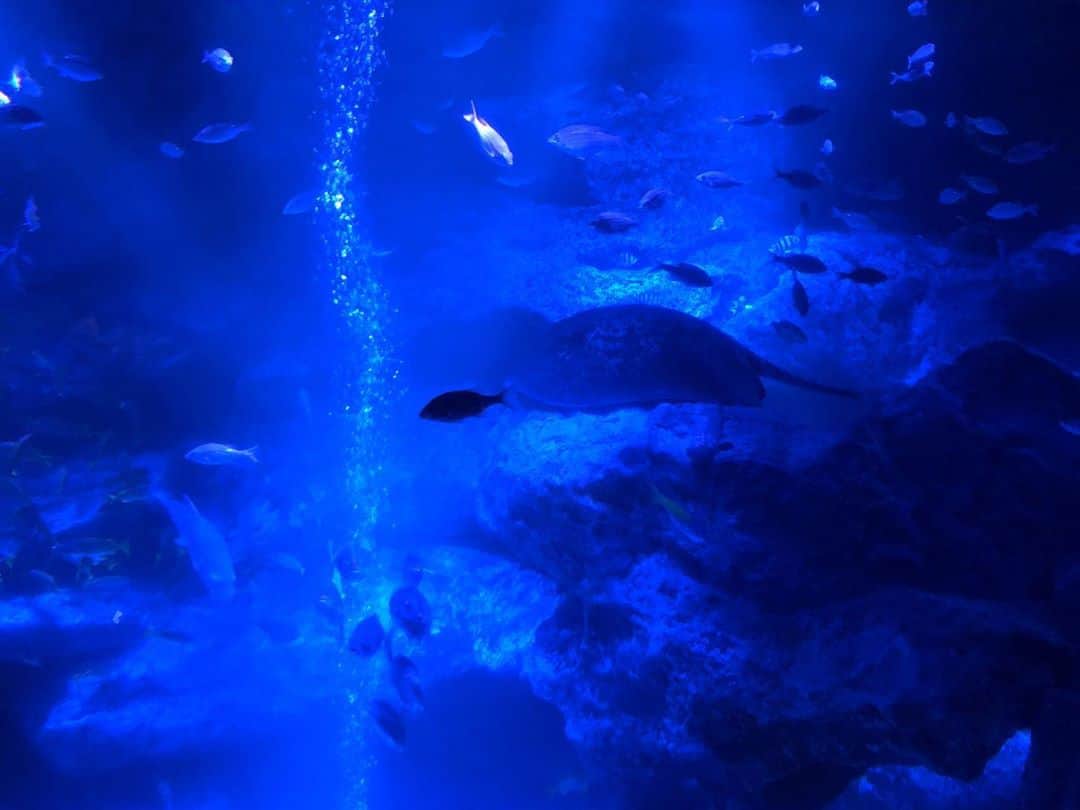 崎乃奏音のインスタグラム：「青の世界にいたら青には気付けない 外の世界にいたら息苦しくて不安でも 輝く粒子で分かる  #CYNHN #水生 #水族館 #aquarium #青 #blue #water」