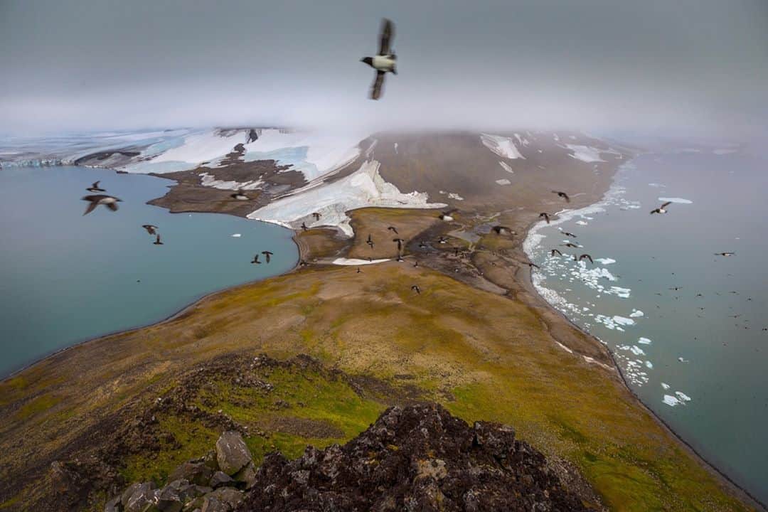 Cory Richardsさんのインスタグラム写真 - (Cory RichardsInstagram)「Little Auk sweep past curious eyes in Franz Josef Land, Russia. I spent 45 days with @natgeo and @natgeopristineseas with @andy_mann exploring the archipelago that lies 800 miles north of the Arctic Circle. Intact ecosystems give us a cohesive baseline from which we can gauge further impacts of climate change, offering an unobstructed view of the human footprint. Shot #onassignment for @natgeo」9月24日 0時01分 - coryrichards