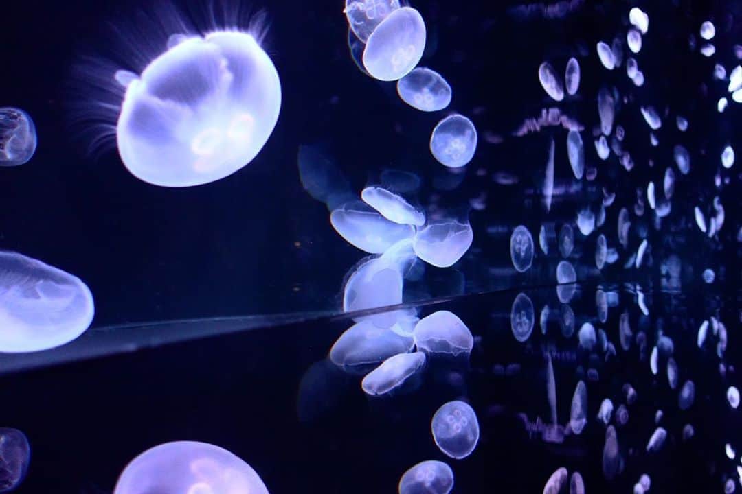 水村リアのインスタグラム：「The world of Jelly fish :)﻿ ﻿ ﻿ 海の月だなんて﻿ 漢字って素敵ねえ🥺﻿ ﻿ ﻿ ・﻿ ・﻿ ・﻿ #くらげ﻿ #海月﻿ #jellyfish﻿ #池袋サンシャイン水族館﻿ #sonyzv1﻿」