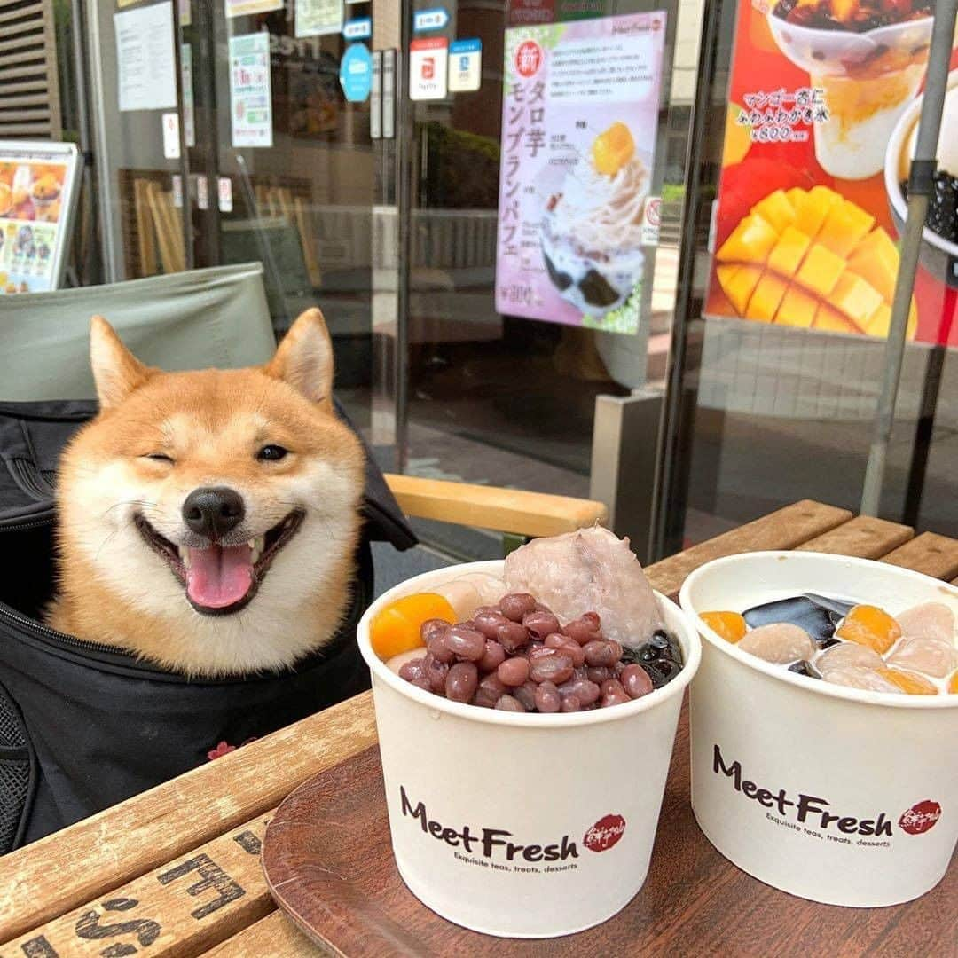 9GAGさんのインスタグラム写真 - (9GAGInstagram)「Me when I see food 📸 @shiba_uni_20190107 - #doge #shiba #food #9gag」9月23日 15時28分 - 9gag