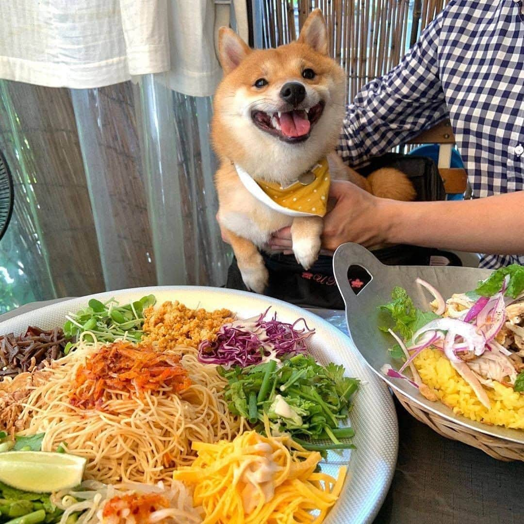 9GAGさんのインスタグラム写真 - (9GAGInstagram)「Me when I see food 📸 @shiba_uni_20190107 - #doge #shiba #food #9gag」9月23日 15時28分 - 9gag