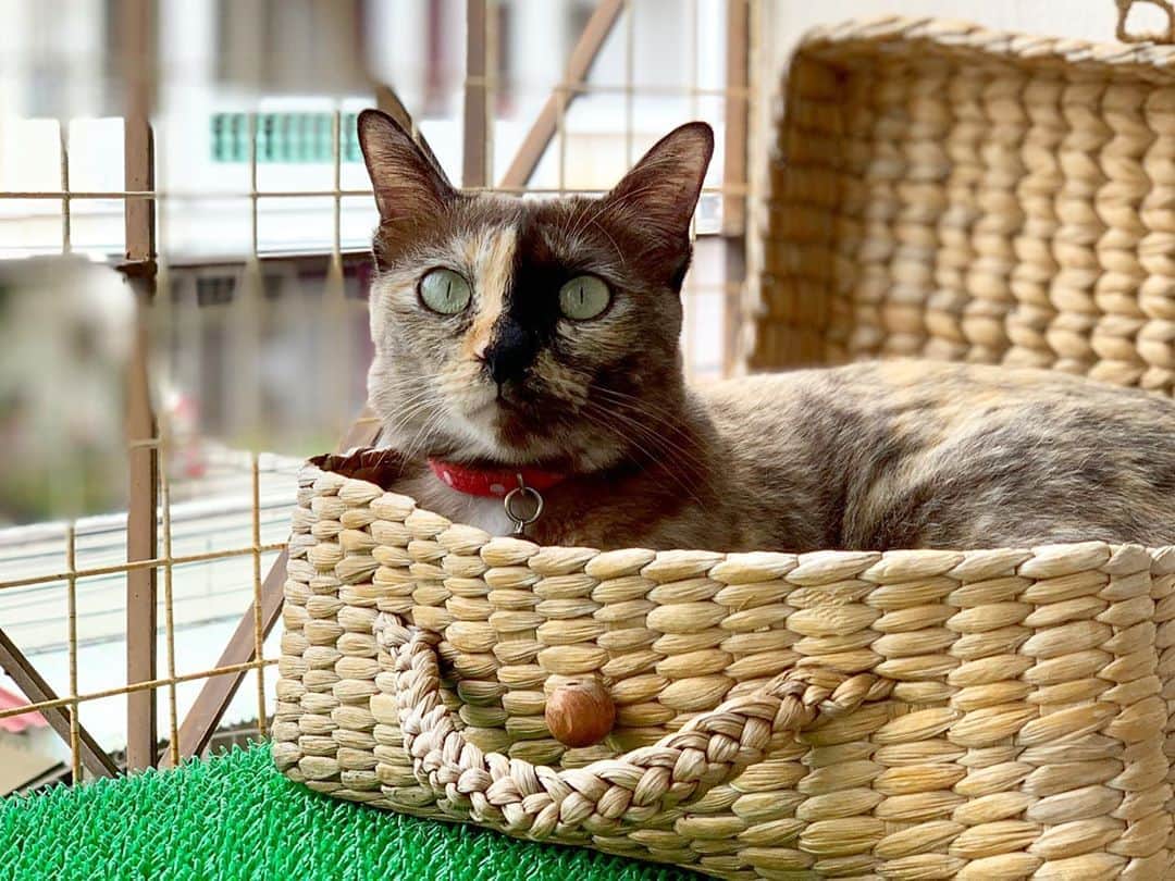tamatamagoさんのインスタグラム写真 - (tamatamagoInstagram)「アタチの特等席にゃわさ💨 ハニにぃが時々無理して入るから 形が崩れちゃったにゃわさ💨😤😤 　  🐱My favorite place 💓 　 　 2020/09/23 　 　 #ねこ　#サビ猫　#サビ猫の魅力を伝えたい #タイ猫　#保護猫　#猫のいる暮らし #猫好きさんと繋がりたい #ねこすたぐらむ #ねこ好きさんと繋がりたい #猫と暮らす #にゃんすたぐらむ #にゃんだふるらいふ #tortiecat #tortiesofinstagram #tortitude #cats_of_instagram」9月23日 15時44分 - tamatamago