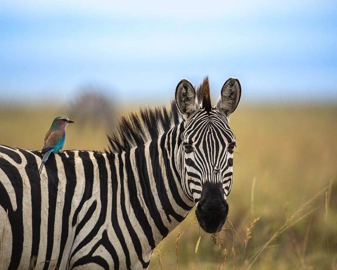 Canon Asiaさんのインスタグラム写真 - (Canon AsiaInstagram)「"A good companion makes the ride worth it!" Tag your ride-or-die photography mates! 🤙 ⁣ .⁣ While heading towards Mara river on that morning, Ramachandiran noticed this Lilac Breasted Roller riding on a zebra - a perfect juxtaposition of colours. ⁣ .⁣ 📷 Image by @ramachandirangovindaraj using the Canon EOS 5D Mark IV • EF500mm f/4L IS USM • f/4 • ISO 320 • 1/1600s ⁣ .⁣ Want your photos to be featured too? Tag them with #canonasia or submit them on My Canon Story, link in bio!⁣ .⁣ #canonasia #photography #explore #zebra #masaimara #birds #birdphotography #canon #wildlife #lens #inspiration #animals #nature #colours」9月23日 16時28分 - canonasia