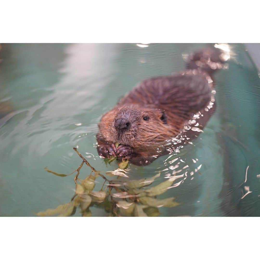 ユッコのインスタグラム：「. 大阪の水族館でみた アメリカンビーバー かわいかったなぁ♡ . . 春も夏も秋も 神奈川県から出ていない。 旅に出たい🥺 . . .」